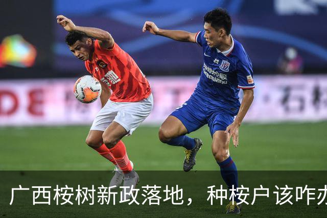 广西桉树新政落地，种桉户该咋办？